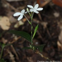 Pseuderanthemum latifolium (Vahl) B.Hansen